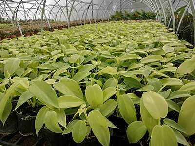 Money plant gold Money plant gold