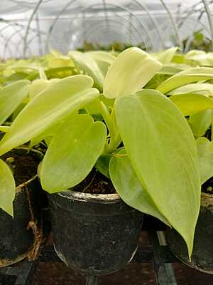 Money plant gold Money plant gold