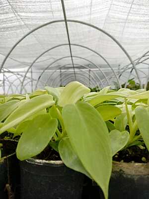 Money plant gold Money plant gold