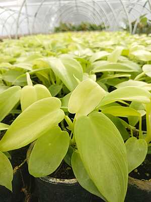 Money plant gold Money plant gold