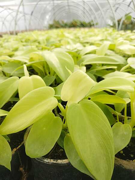 Money plant gold Money plant gold