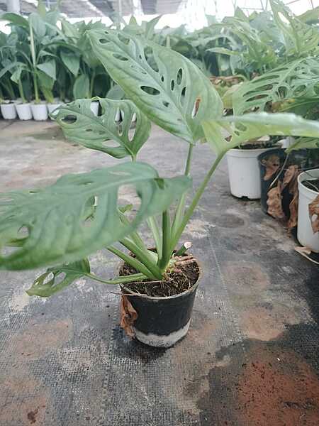 Monstera Adansonii