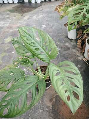 Monstera Adansonii