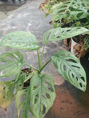 Monstera Adansonii Monstera Adansonii