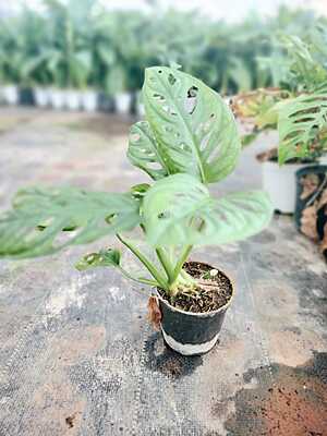 Monstera Adansonii Monstera Adansonii