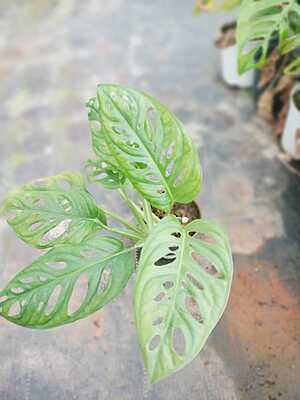 Monstera Adansonii