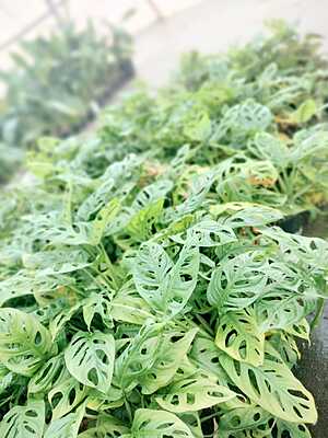 Monstera Adansonii Monstera Adansonii