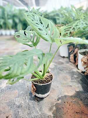 Monstera Adansonii Monstera Adansonii