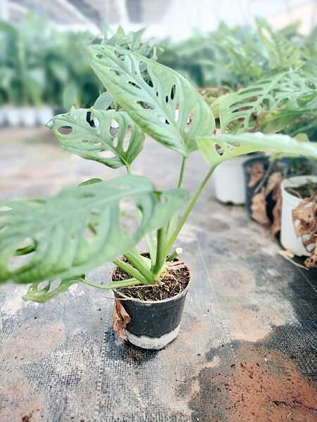 Monstera Adansonii Monstera Adansonii