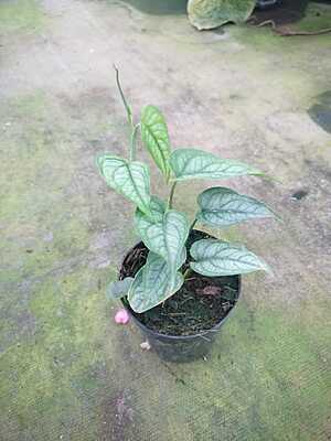 Monstera Siltepicana Monstera Siltepicana