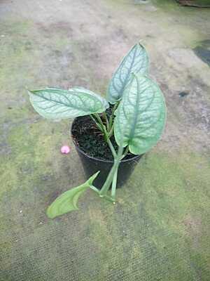 Monstera Siltepicana Monstera Siltepicana