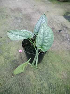 Monstera Siltepicana Monstera Siltepicana