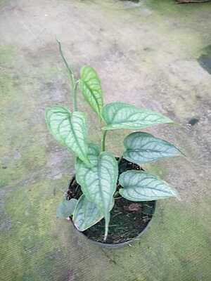 Monstera Siltepicana Monstera Siltepicana