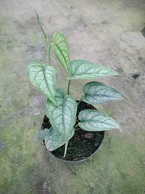 Monstera Siltepicana Monstera Siltepicana