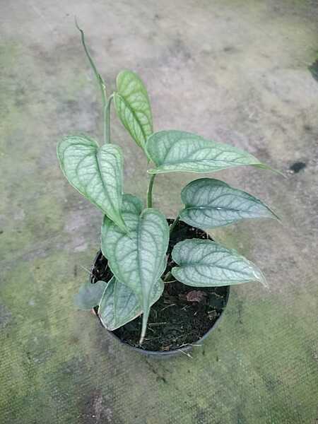 Monstera Siltepicana Monstera Siltepicana