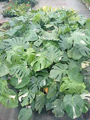 Monstera Thai Constellation