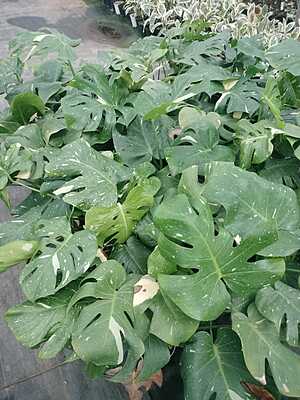 Monstera Thai Constellation