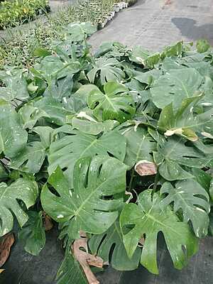 Monstera Thai Constellation