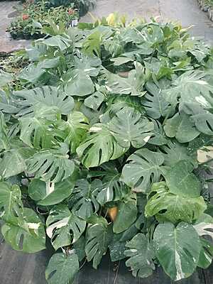 Monstera Thai Constellation