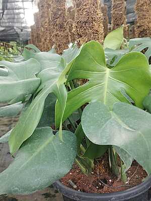 Monstera Deliciosa
