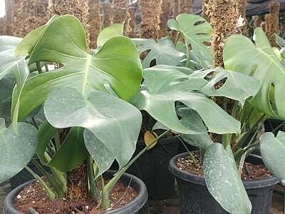 Monstera Deliciosa