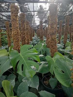 Monstera Deliciosa