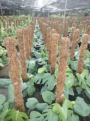 Monstera Deliciosa Monstera Deliciosa