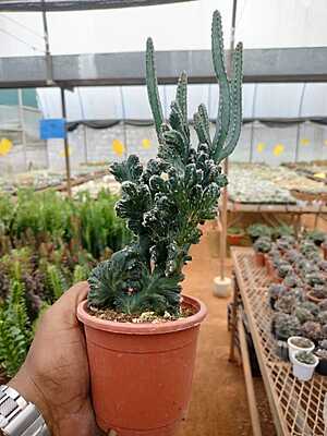 Monvillea Speguzzinii Cristata Monvillea Speguzzinii Cristata