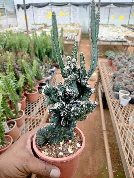 Monvillea Speguzzinii Cristata Monvillea Speguzzinii Cristata