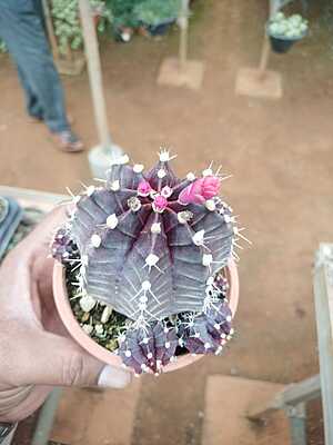 Moon Cactus Moon Cactus