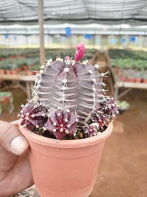 Moon Cactus Moon Cactus