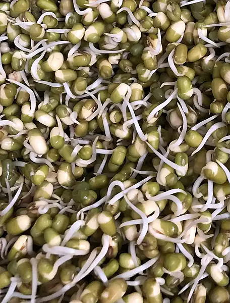 Moong Sprouts 180 gms - Love Green Life