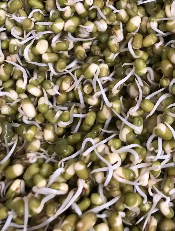 Moong Sprouts 180 gms - Love Green Life