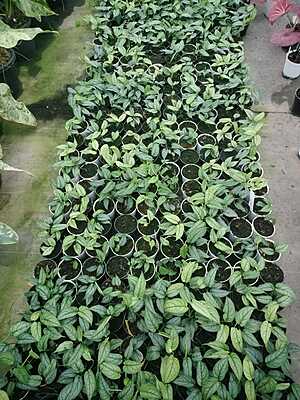 Spathiphyllum Moonlight