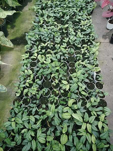 Spathiphyllum Moonlight