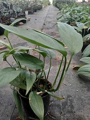 Spathiphyllum Moonlight