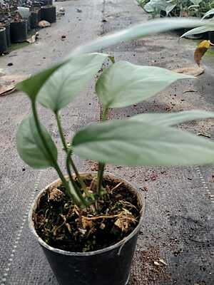 Spathiphyllum Moonlight