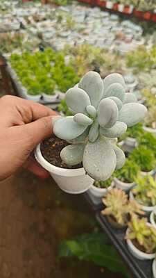 Moonstone Succulent