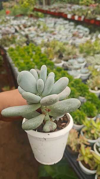 Moonstone Succulent