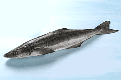 Motha(Seer-fish) Motha(Seer-fish)