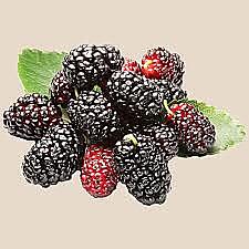 Mulberry 100gms