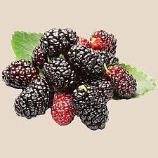 Mulberry 100gms