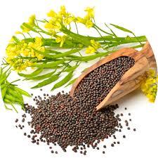 Mustard 1KG