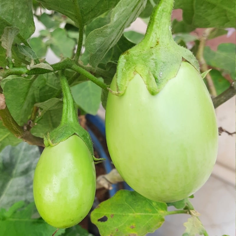 Round Brinjal Green ఆకుపచ్చ వంకాయ 12 - 15 seeds