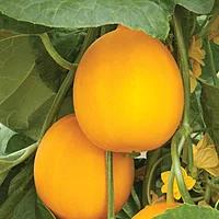 Yellow Cucumber (Dosakaya) 15 to 20 seeds