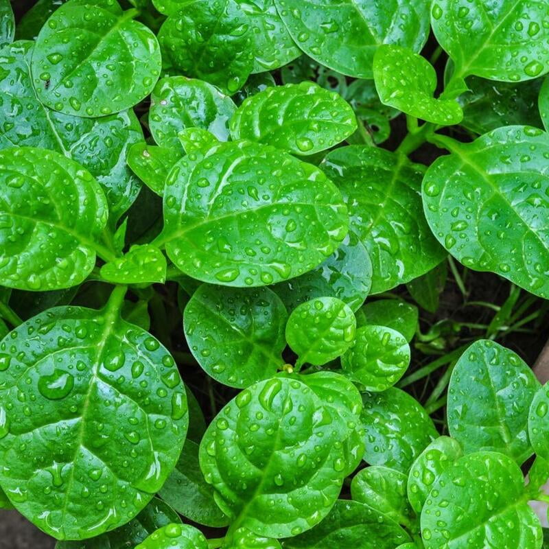 Malabar spinach or Chinese spinach బచ్చలికూర