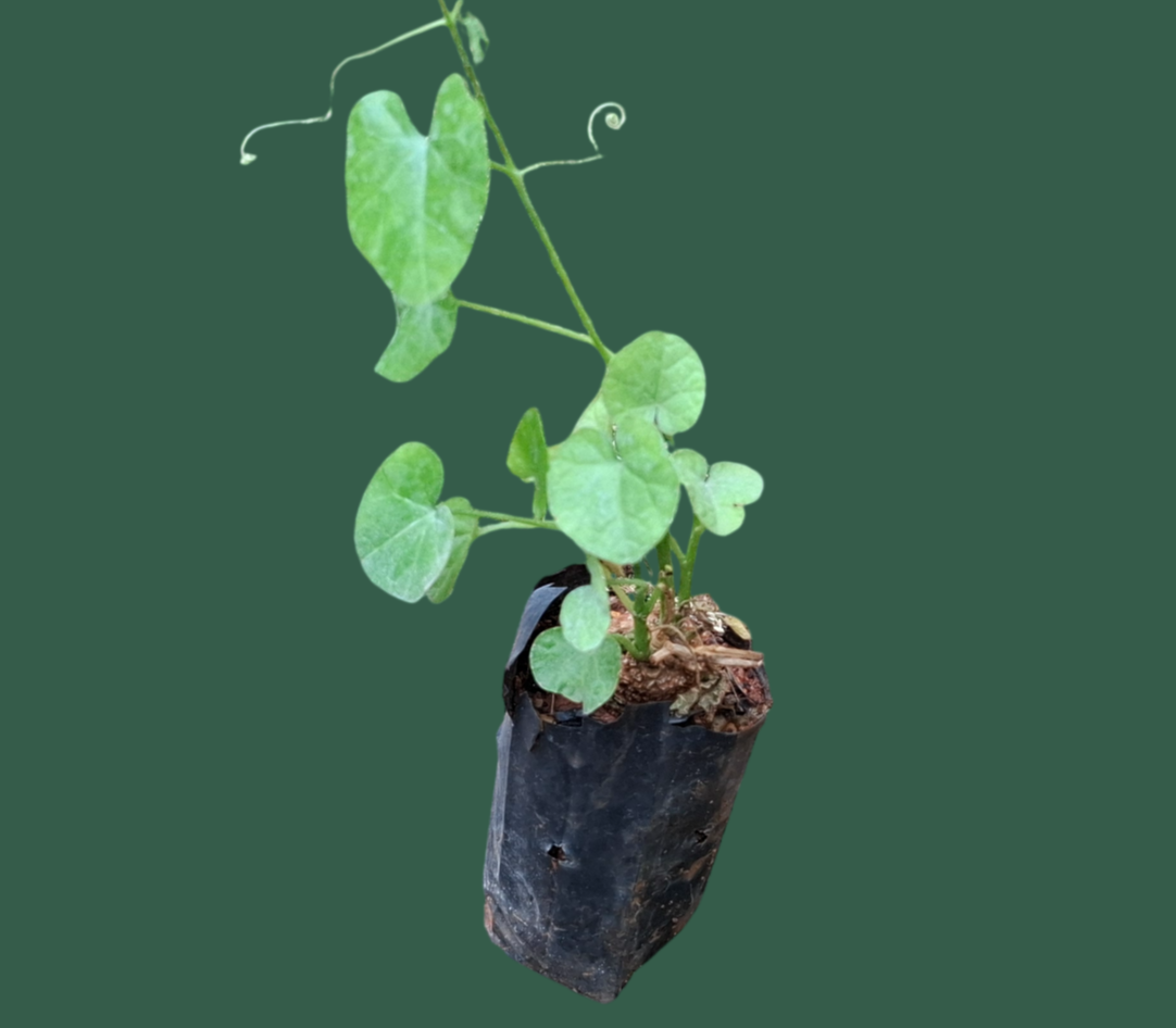 Naatu Donda Plant (Ivy Gourd / Coccinia grandis)