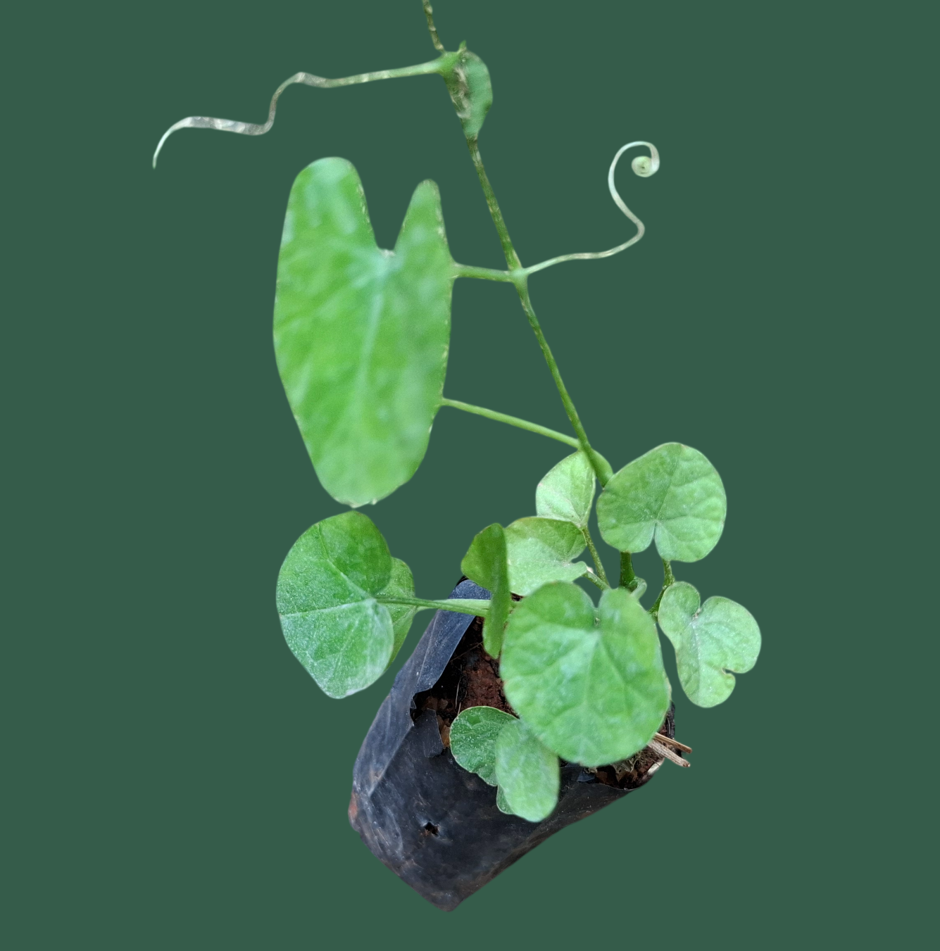 Naatu Donda Plant (Ivy Gourd / Coccinia grandis)