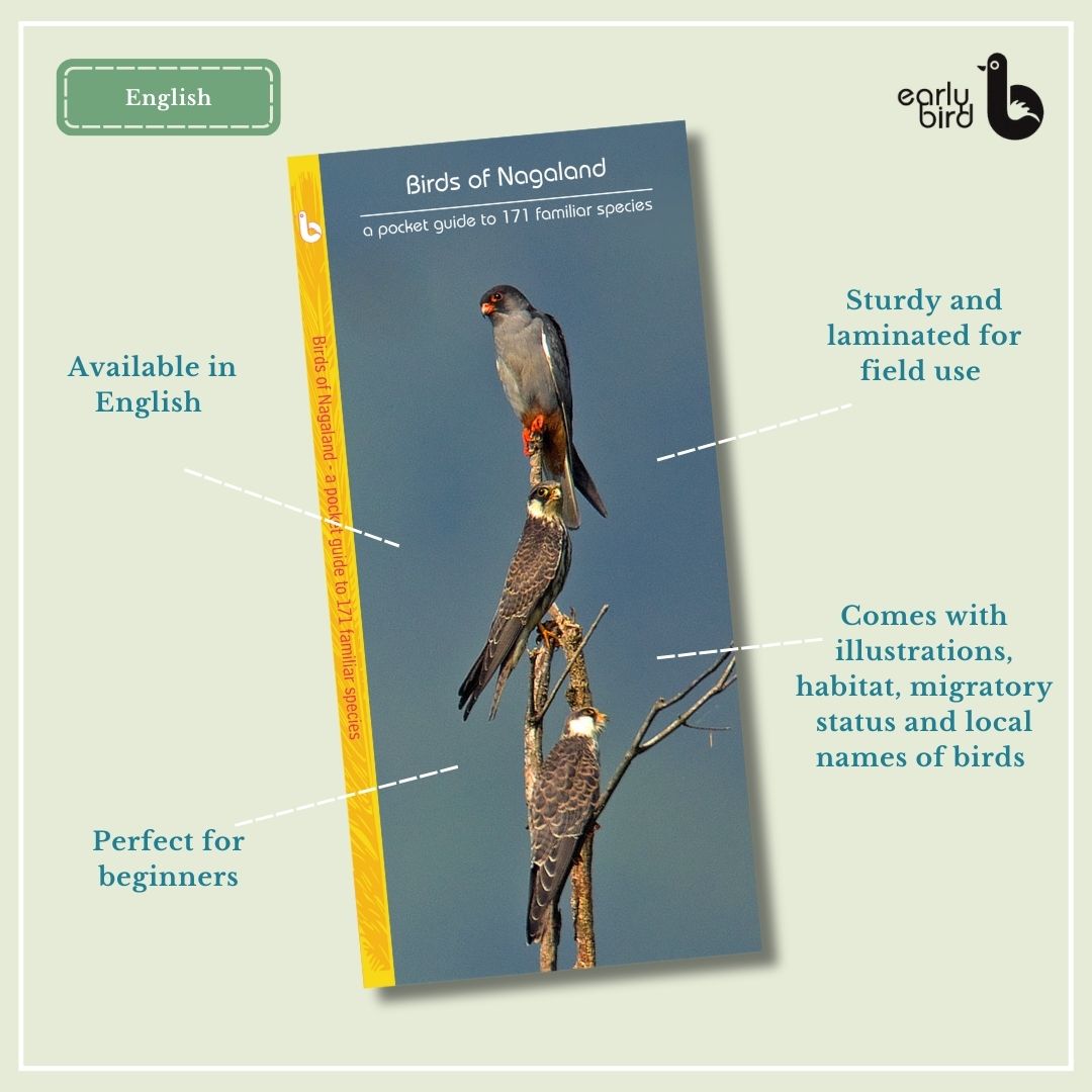 Early Bird Pocket Guides