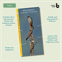 Early Bird Pocket Guides - Bulk Purchase of 50 Early Bird Pocket Guides - Bulk Purchase of 50